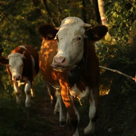Hébergement de vacances Tana Da L'ors